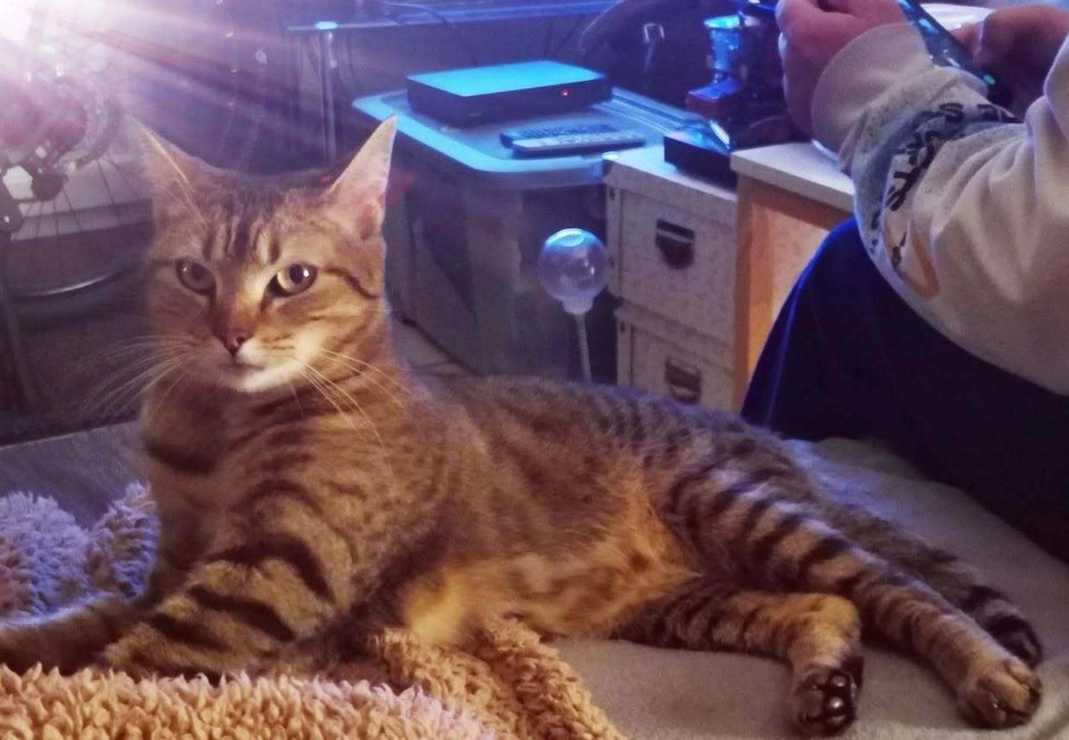 vigipets's tweet image. 🟠 🐱 Chat perdu le 05/04/2026 à Issoudun (36100).
Race : Européen / Âge : 2 an(s)
MISTY / Femelle / Identifié(e) : Oui

☎️ 0674530267
📧 v.gablin-courseau@orange.fr

#chatperdu #chattrouve #chat #perdu #trouve