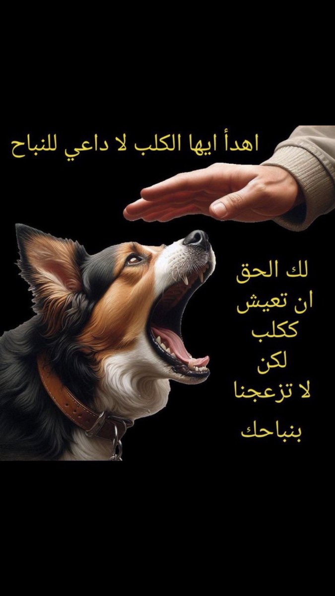 علي المطيري tweet media