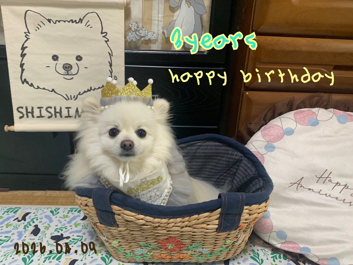 ポメチワのししまる🦁🍠 tweet media