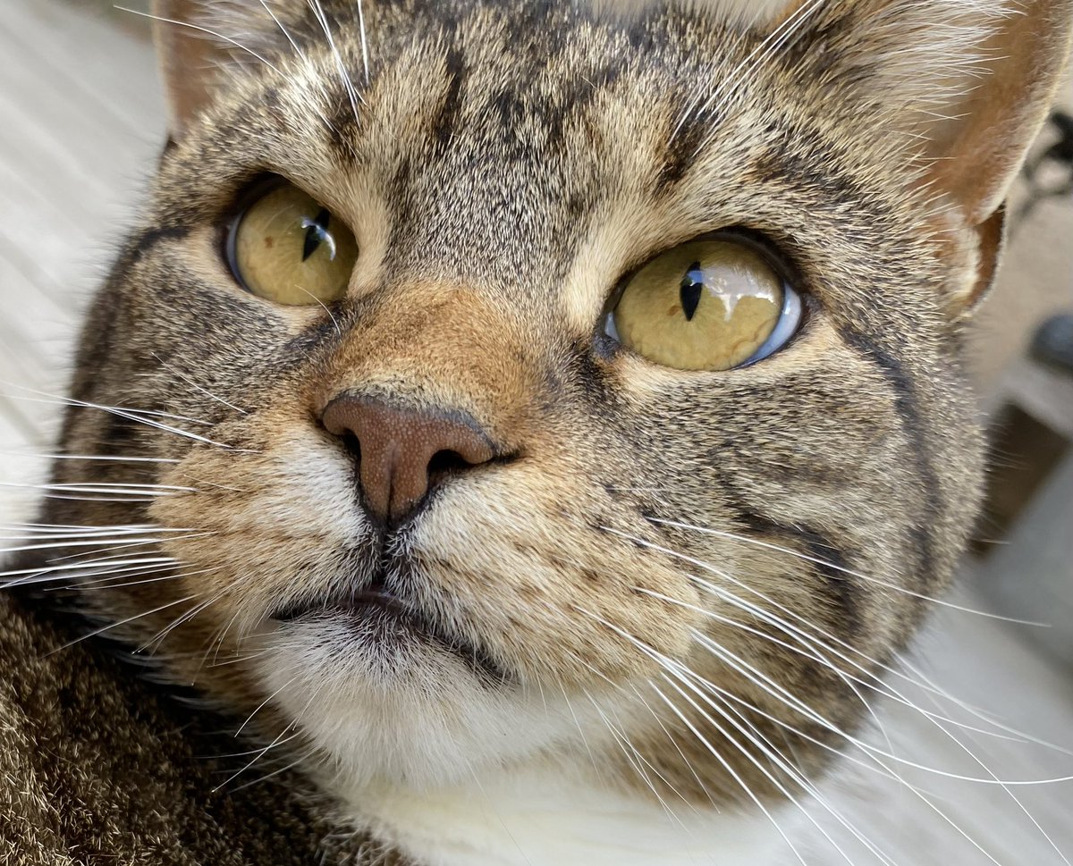 #dagensmiffo tweet media