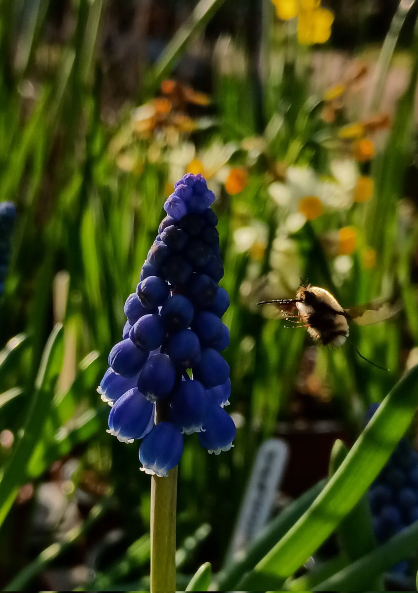 SewellLeigh's tweet image. Bee fly incoming 😊

#thursdaymorning #insectthursday #insects #macro #nature #naturephotography