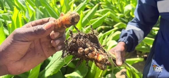 SimangalisoDub5's tweet photo. Farming is a business! 

Inspired by @edmnangagwa’s mantra,  #Chegutu farmer Mr Bornface Taruvinga is leading the turmeric  revolution. From field days to export contracts, we are building our  nation’s food security and wealth 'brick by brick #NyikaInovakwaNeveneVayo #TurmericZim #ZimProgress @zimagristories @agribusinesszw @zimagricsociety @agribusiness110 @ZANUPF_Official