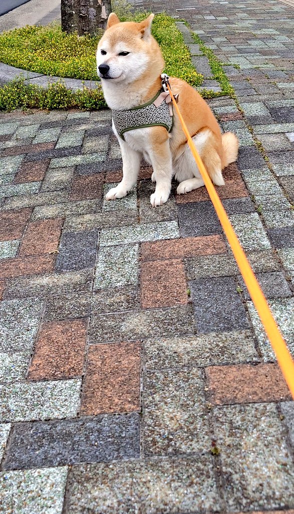 洗手院（千手院） tweet media