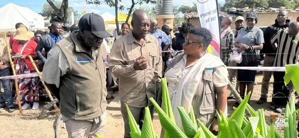 SimangalisoDub5's tweet photo. Farming is a business! 

Inspired by @edmnangagwa’s mantra,  #Chegutu farmer Mr Bornface Taruvinga is leading the turmeric  revolution. From field days to export contracts, we are building our  nation’s food security and wealth 'brick by brick #NyikaInovakwaNeveneVayo #TurmericZim #ZimProgress @zimagristories @agribusinesszw @zimagricsociety @agribusiness110 @ZANUPF_Official