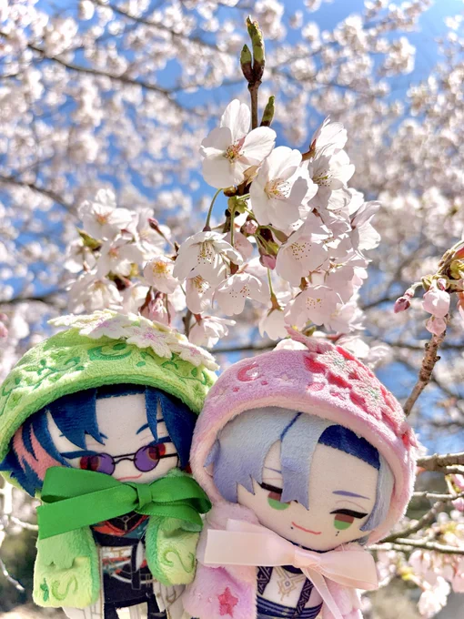まぶ 桜よ 桜のおかざりつけてお花見よ