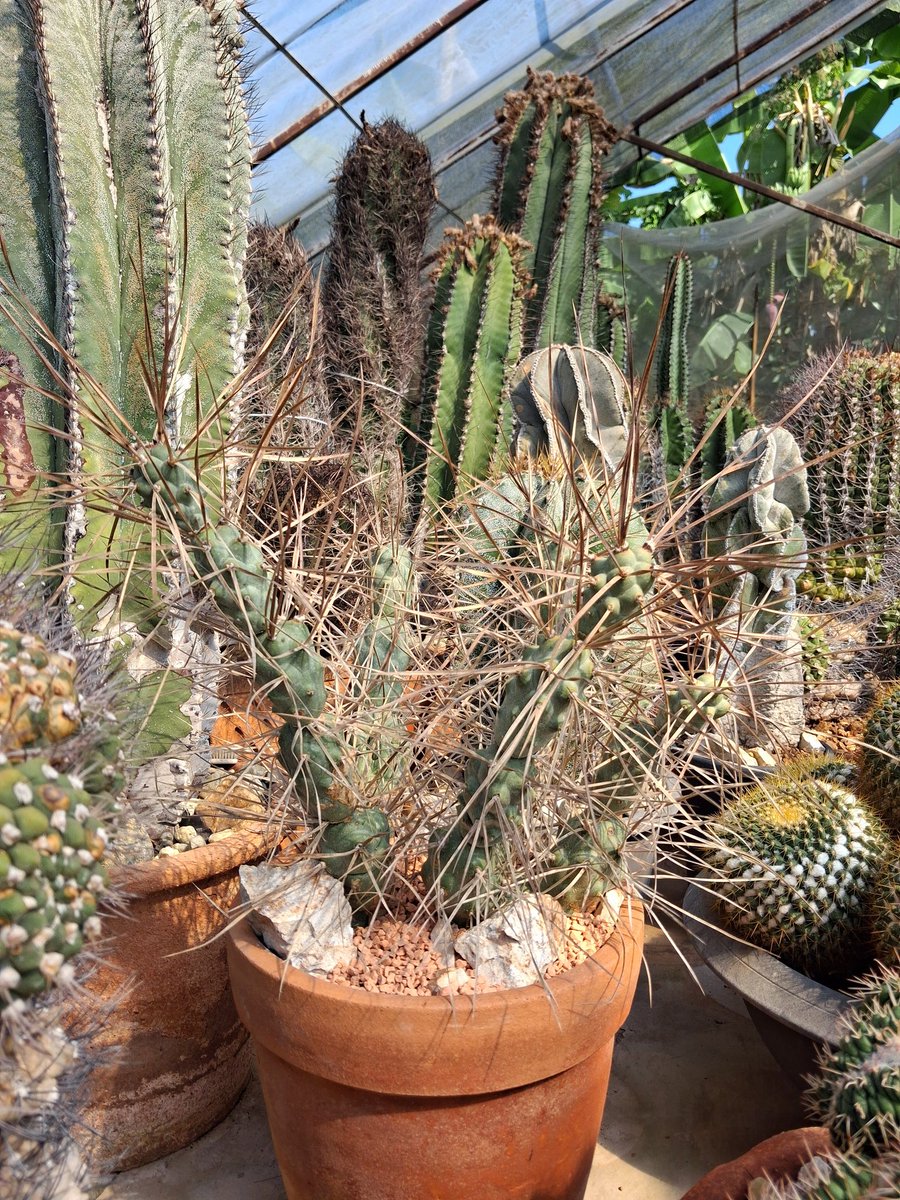 อีกมุมของเงา tweet media