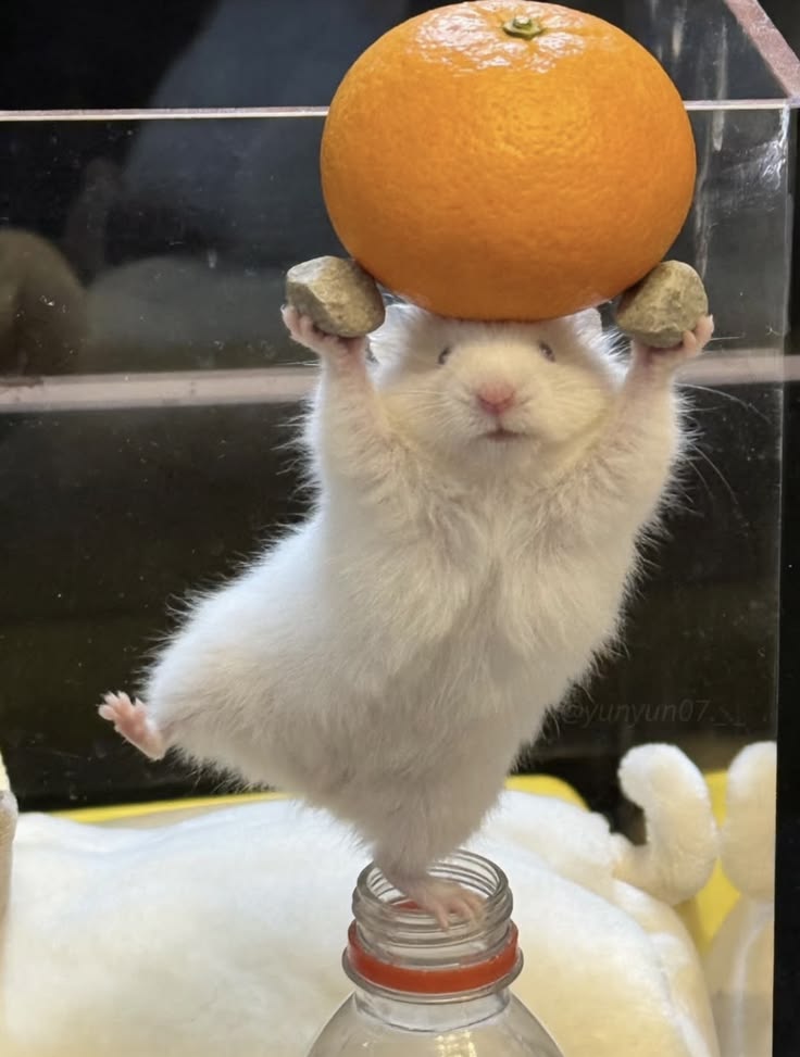 Tweets Of Hamster tweet media