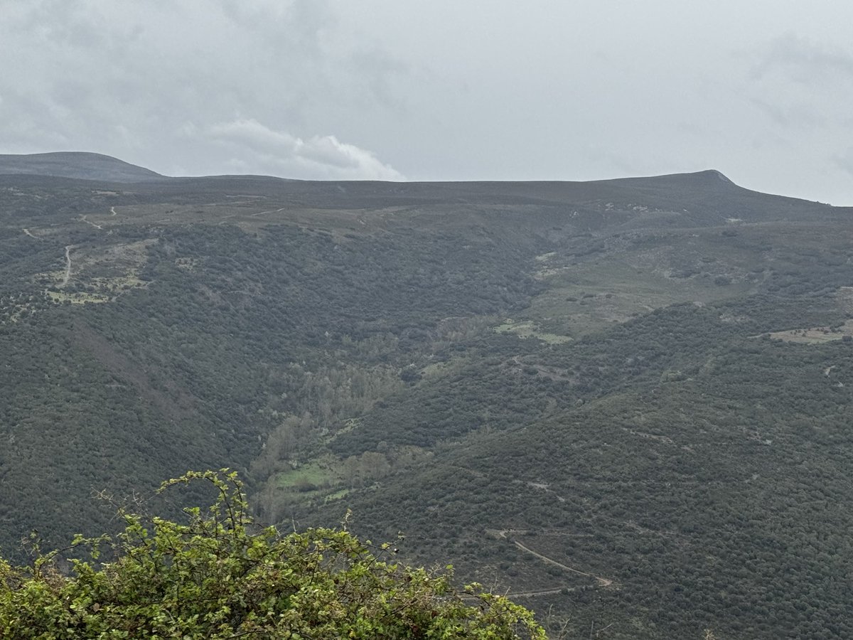 spot cas tweet media