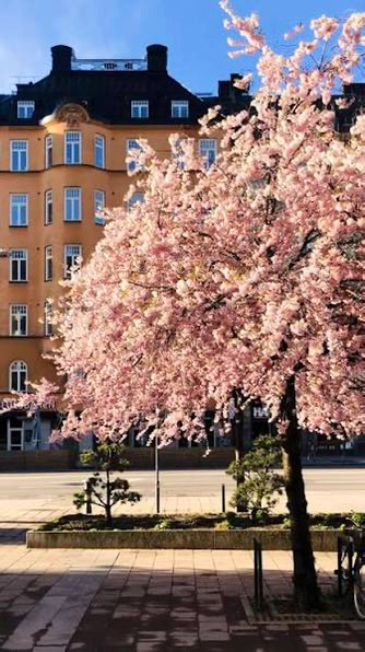 pinktearoom's tweet image. Good morning from sunny Stockholm🌸😊. Have a great Thursday 💗
#thursday #GoodMorningThursday