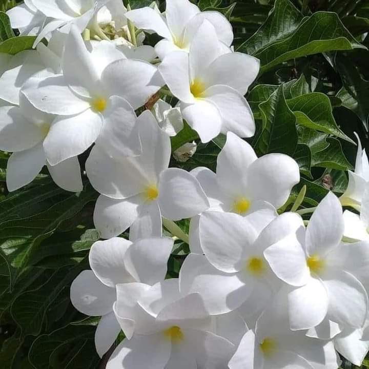 نوره العسيري tweet media