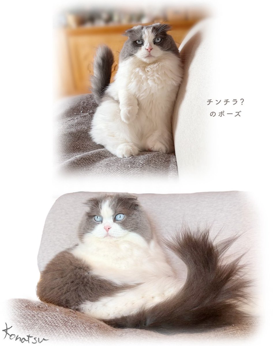 【猫のラムちゃん日記】
仕事していると隣の椅子にやってきて、このポーズで座るのが可愛いんです 