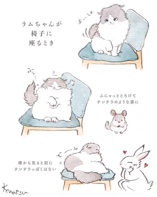 【猫のラムちゃん日記】
仕事していると隣の椅子にやってきて、このポーズで座るのが可愛いんです 