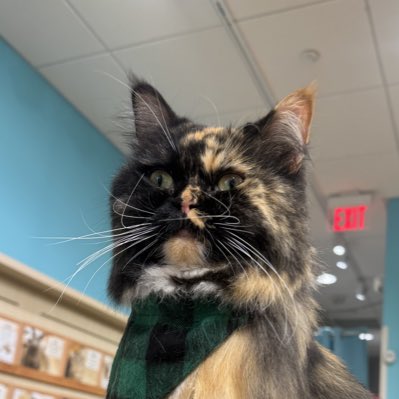 2021 macbook pro tweet media