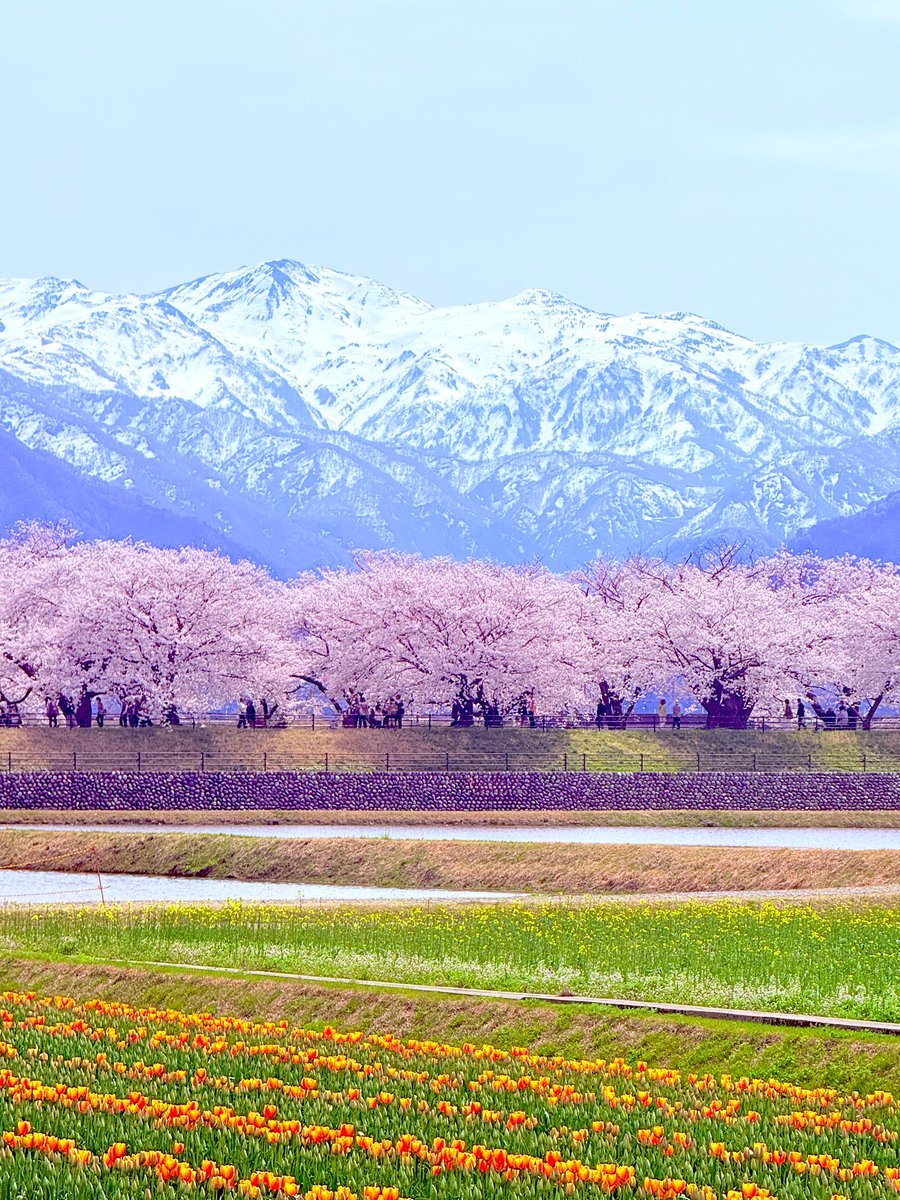 AppricotPanda's tweet photo. 富山のあさひ舟川
雪の立山連峰、満開の桜、菜の花、チューリップ
まさに四重奏
すごかった🌸 https://t.co/SFXwWqsxiu