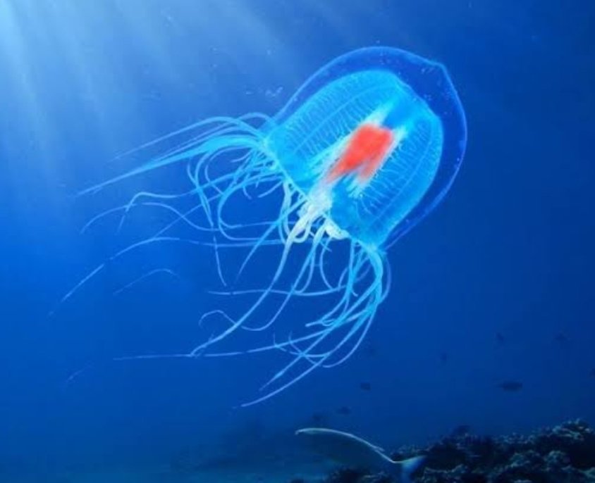 Odiwomma tweet media