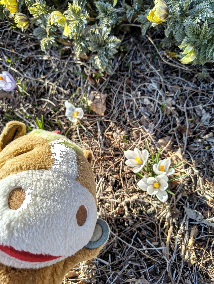 おけばんばくん 【置戸町観光協会公認】 tweet media