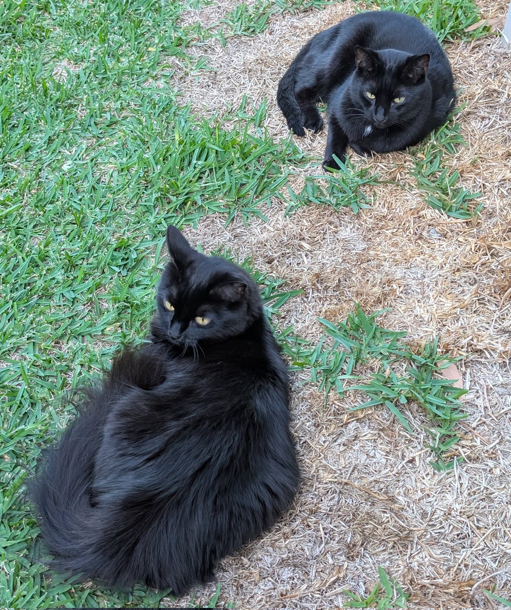 黒猫のベアモアと飼い主🇦🇺 tweet media