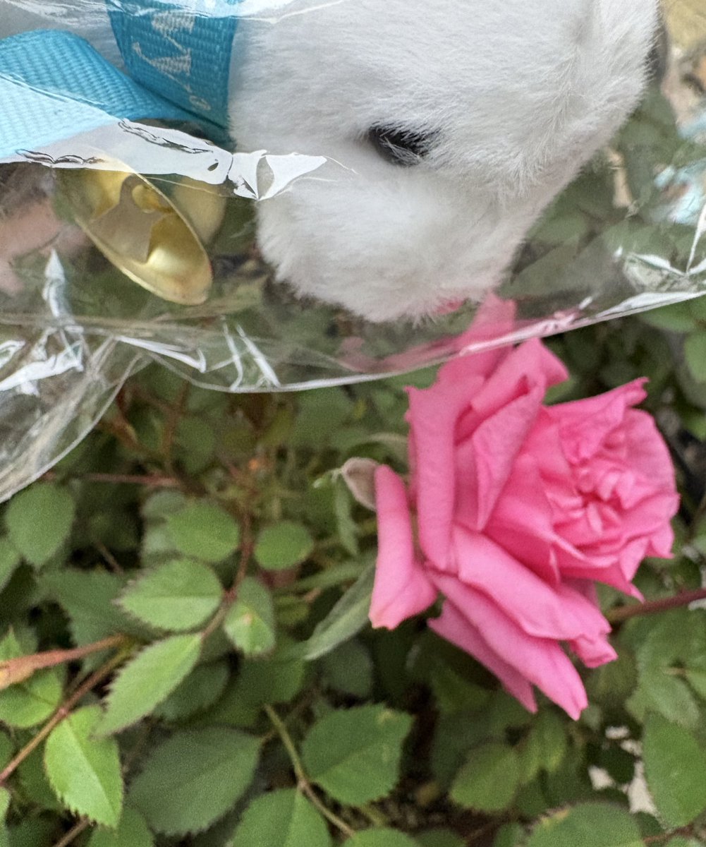 ばぶみ🎀🍼 tweet media