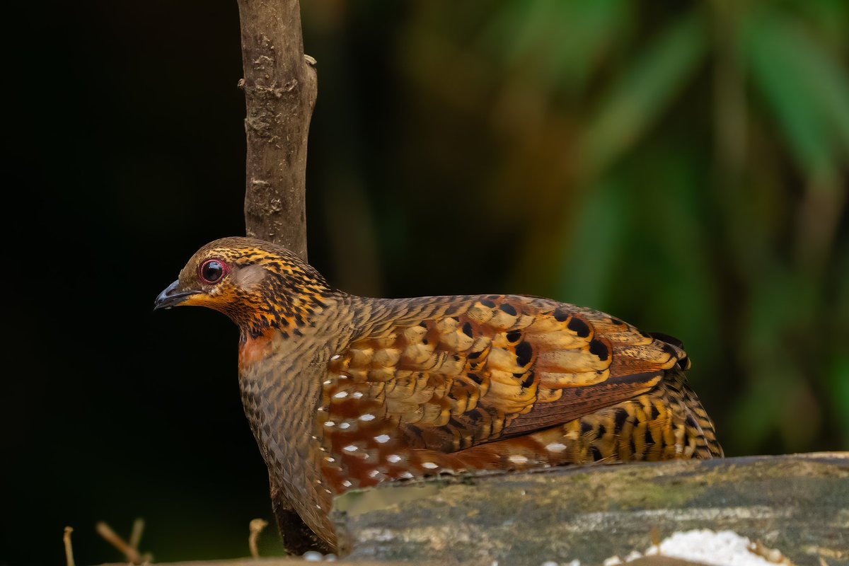 mitoGFP's tweet photo. Hill patridge, female and male   #BirdsSeenIn2026 #birding #BirdTwitter #BirdsOfTwitter #birdphotography #latpanchar #IndiAves #natgeoindia #darjeeling #patridge https://t.co/A5E6pOqqaj