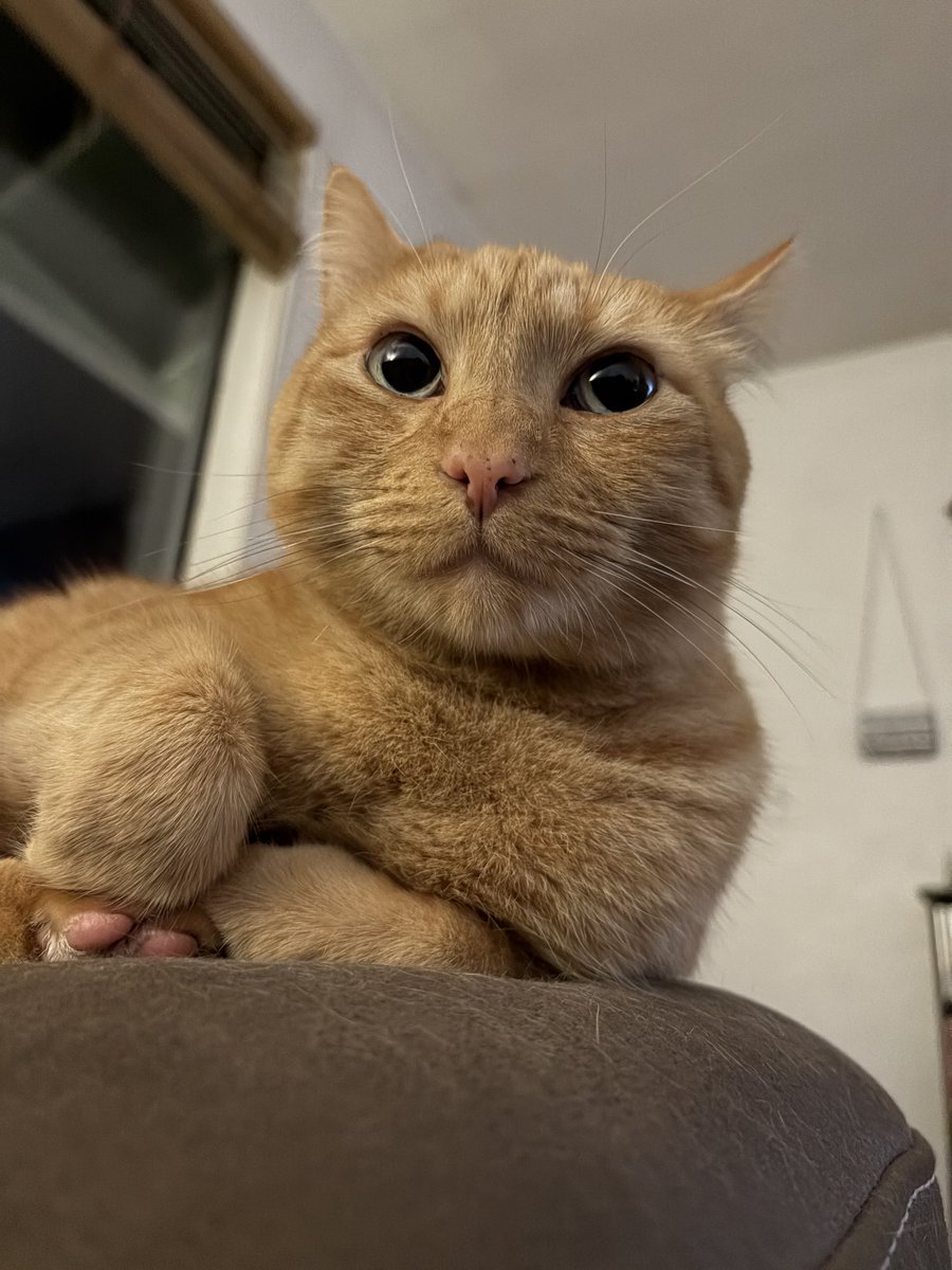 CornBeau's tweet photo. i’m sleepy https://t.co/7FwHdVzpnQ