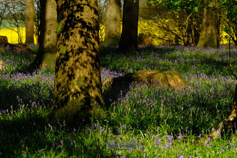 SamWlandscapes's tweet image. Bluebells at Ashdown house woodlands are starting to look good #landscapes #woodlands