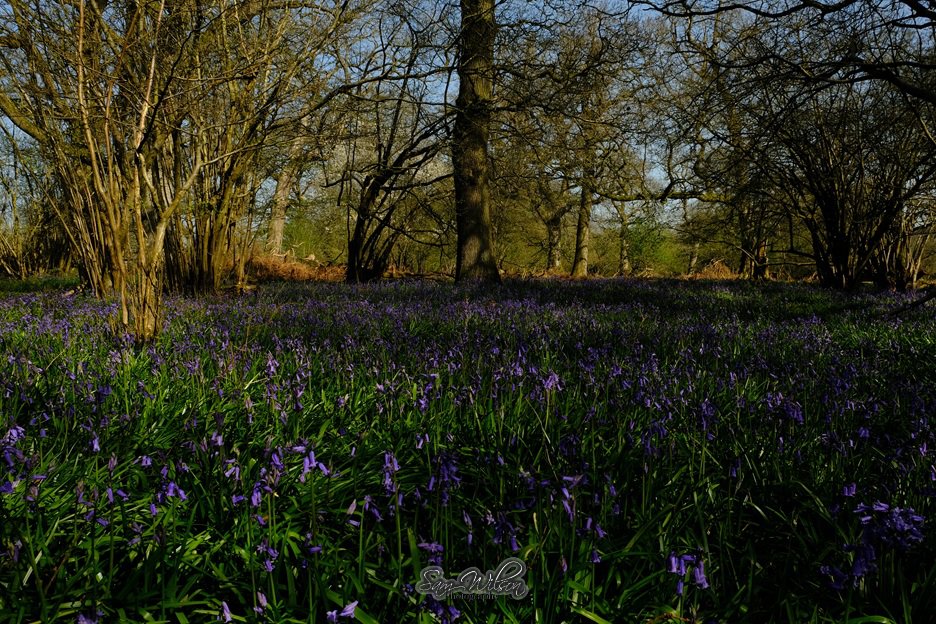 SamWlandscapes's tweet image. Bluebells at Ashdown house woodlands are starting to look good #landscapes #woodlands