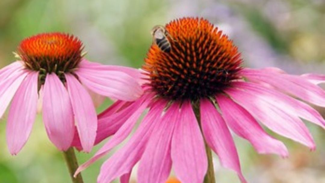 Vaste_Tuinplant's tweet image. 𝐙𝐨𝐦𝐞𝐫 𝐛𝐞𝐠𝐢𝐧𝐭 𝐯𝐚𝐧𝐝𝐚𝐚𝐠 ☀️ 

Wat je vandaag plant, bepaalt je tuin deze zomer.
𝐄𝐜𝐡𝐢𝐧𝐚𝐜𝐞𝐚 𝐩𝐮𝐫𝐩𝐮𝐫𝐞𝐚 → straks dé blikvanger 🌸
Bijen 🐝 Vlinders 🦋 Leven.

👉 vastetuinplanten.nl/echinacea-purp…

#Echinacea #Zonnehoed #VastePlanten #Tuin