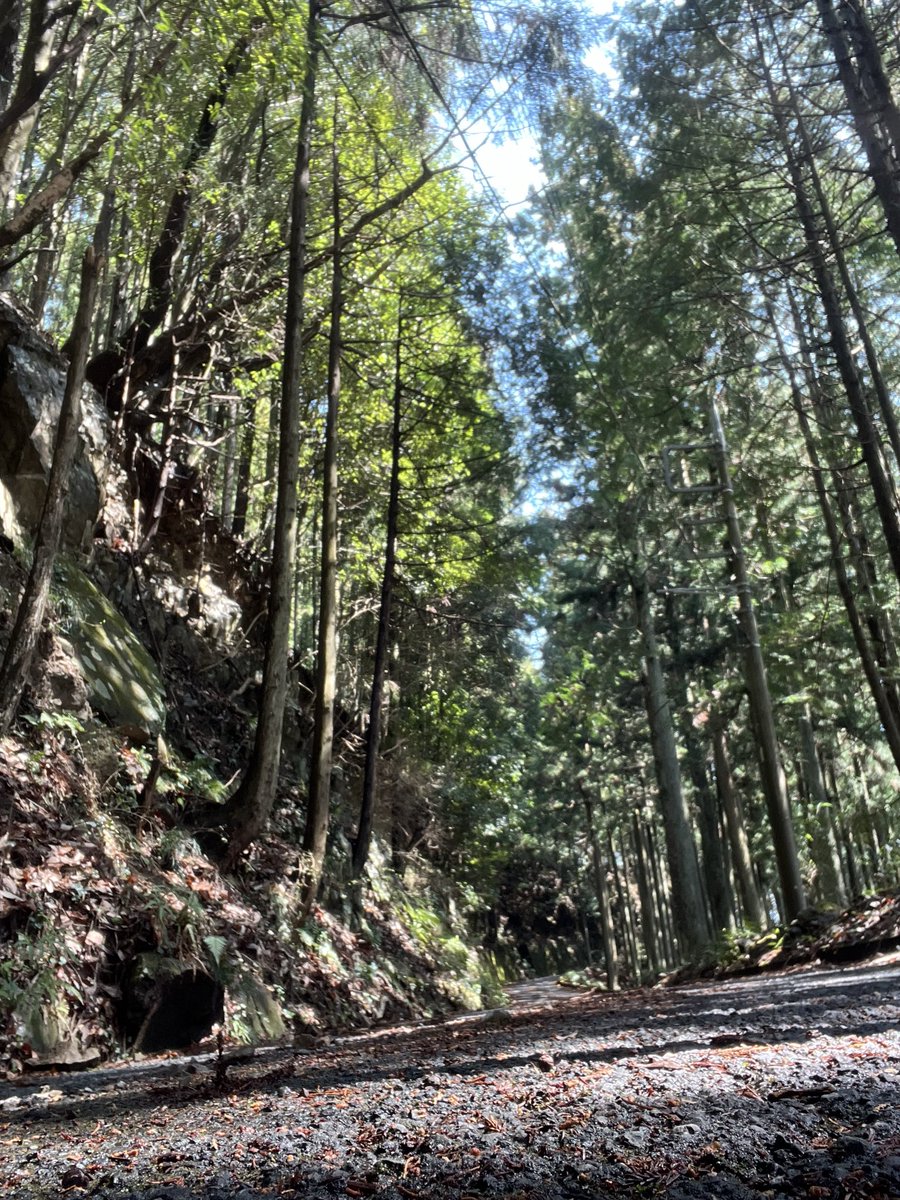 シカティー (@shikastea) on Twitter photo 