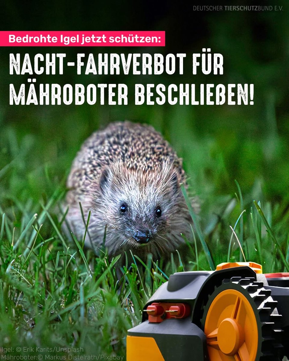 tierschutz_bund's tweet photo. Mit 11 Tier-, Natur- und Artenschutzorganisationen haben wir Bundesminister Rainer aufgefordert, sich für ein Nachtfahrverbot von Mährobotern einzusetzen. Besonders abends und nachts sind Igel auf Nahrungssuche und können durch die scharfen Klingen verletzt werden und sterben. https://t.co/NOo1XXPmvw