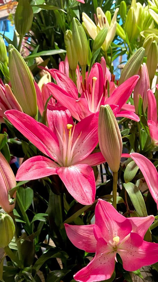 𝓼𝓸𝓯𝓲𝓪 tweet media