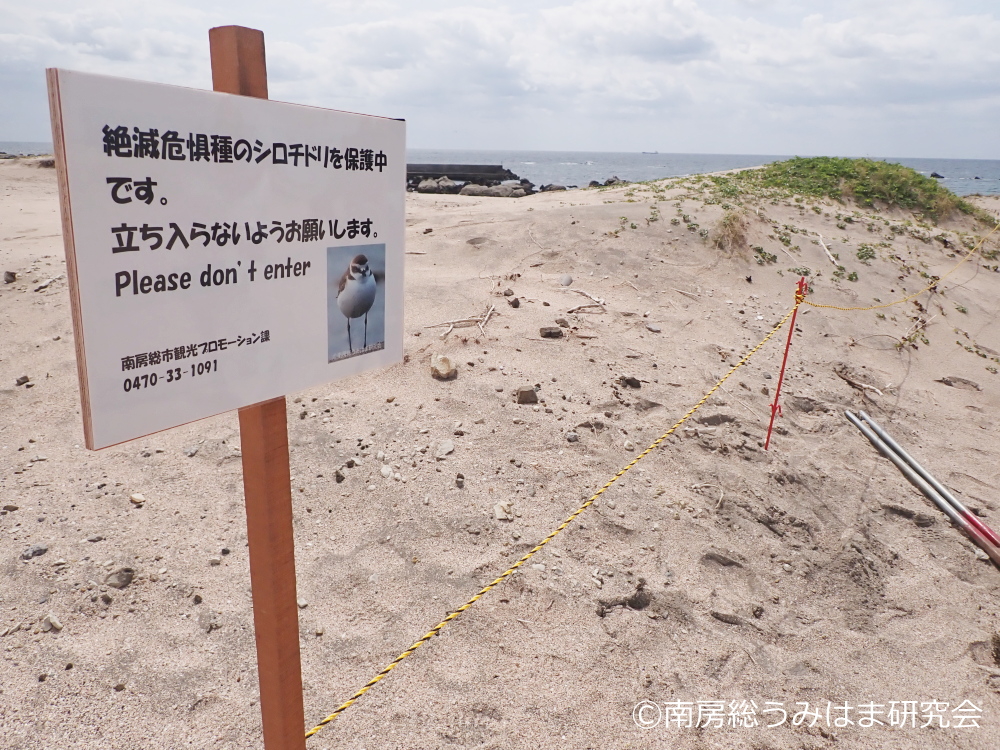 南房総 海辺の記録 tweet media