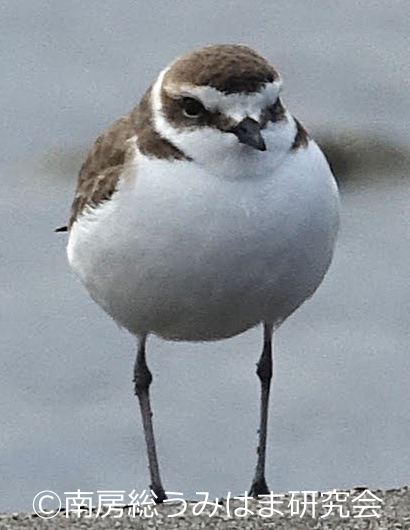 南房総 海辺の記録 tweet media