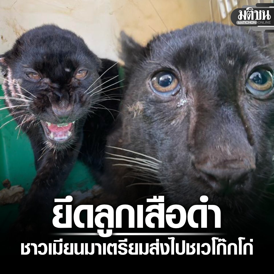 Matichon Online tweet media