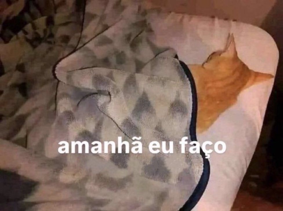 gatos fazendo gatices tweet media