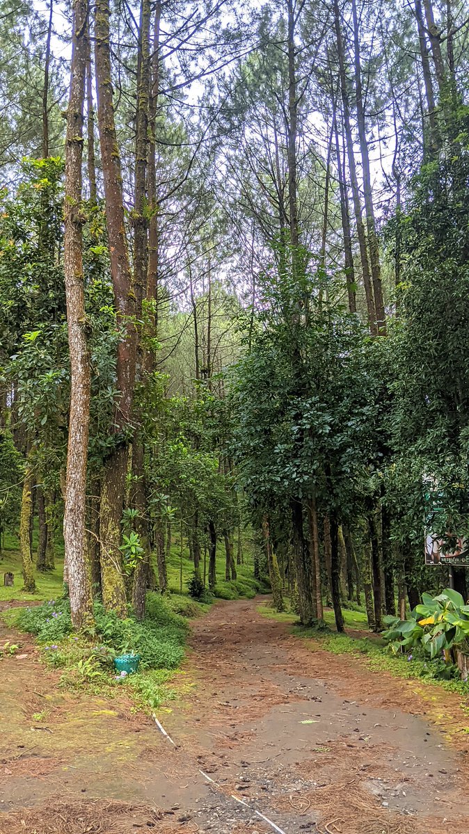 sempatmemiliki tweet media