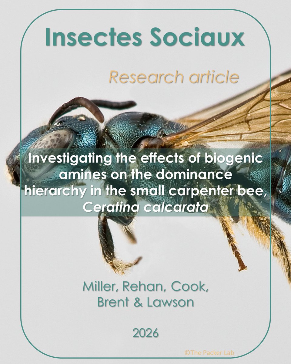 InsSociaux's tweet photo. New research article! 📰

Miller, Cook (@PhDBee) et al. shows dopamine boosts tolerance between bee mothers and daughters 🐝
🔗 https://t.co/luIahUFdjO

#SocialInsects #BiogenicAmines #CarpenterBees #SocialHierarchy #InsectNeurobiology https://t.co/Wl6eF2WjnQ