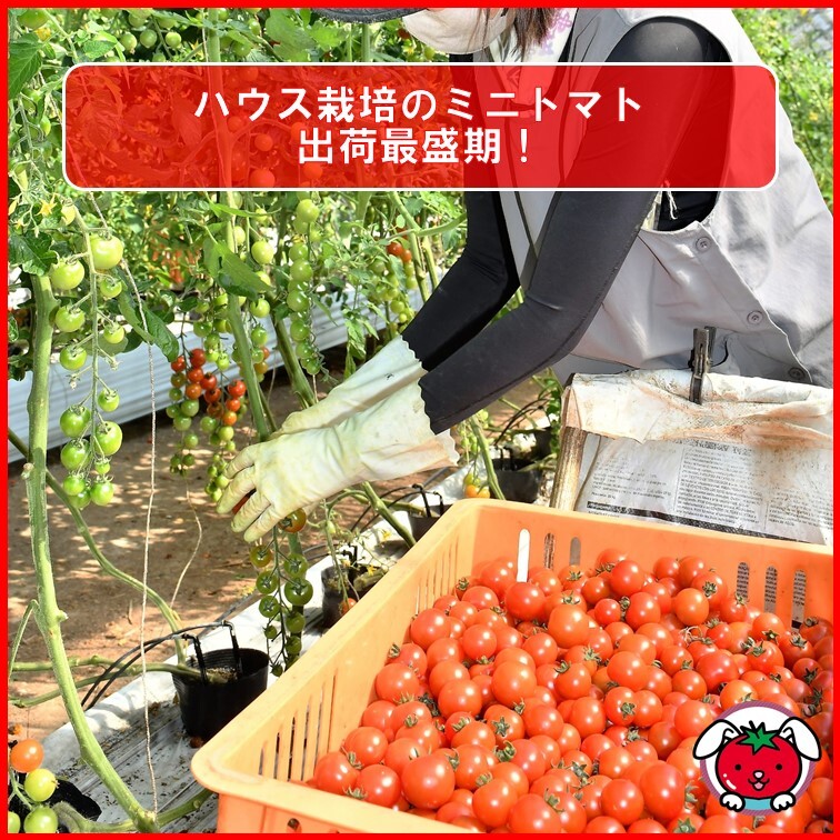 JAあいち中央（あいち中央農業協同組合） tweet media