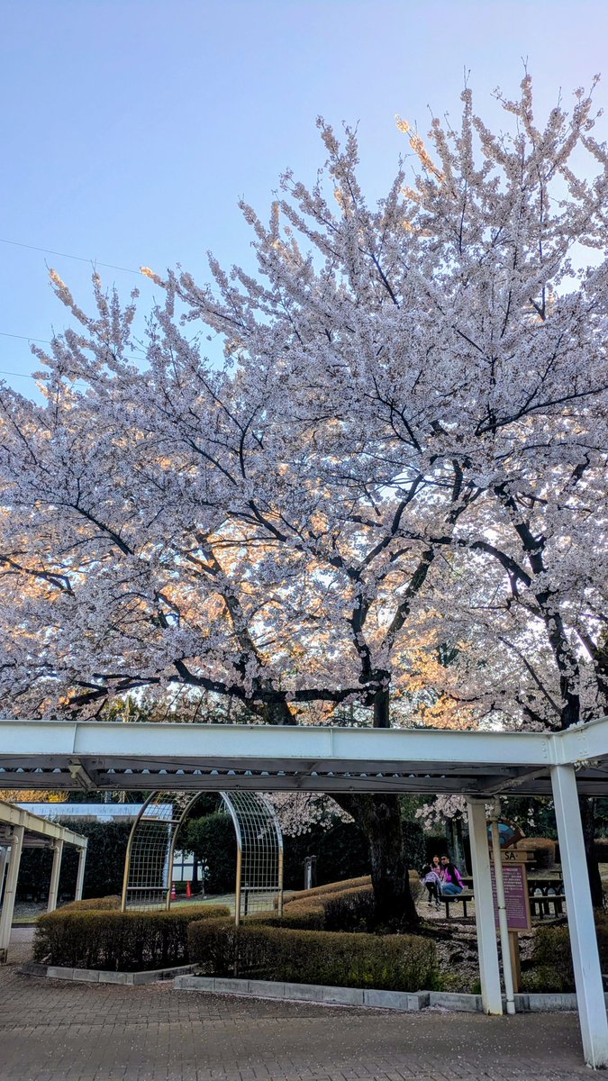 1〜3月は相場を眺めていましたが、大体勝ってるという結果でした。あるあるですよね😅という訳でJT，丸紅，東京ガス，明治，日ハムの観察から朝イチで明治にイン。上を抜ければすぐ切りますが、下を割るなら握り締めます。NYダウやナスダックの位置も注視ですね。さて勝っても負けても頑張ろー🤓