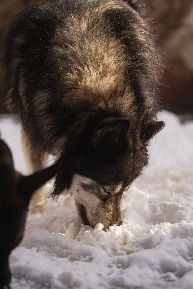 Captivating Canines tweet media