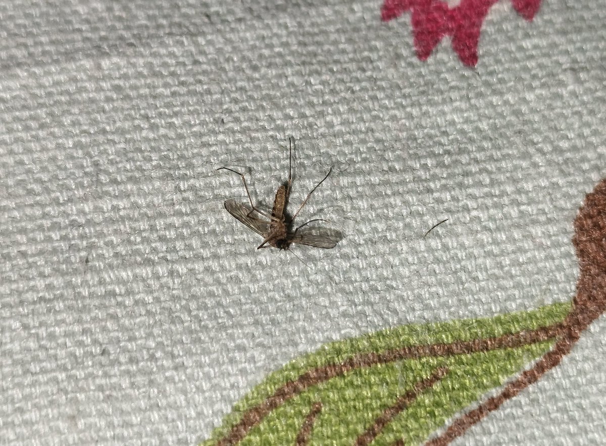 🐣چوچا سیٹھ🐣 tweet media