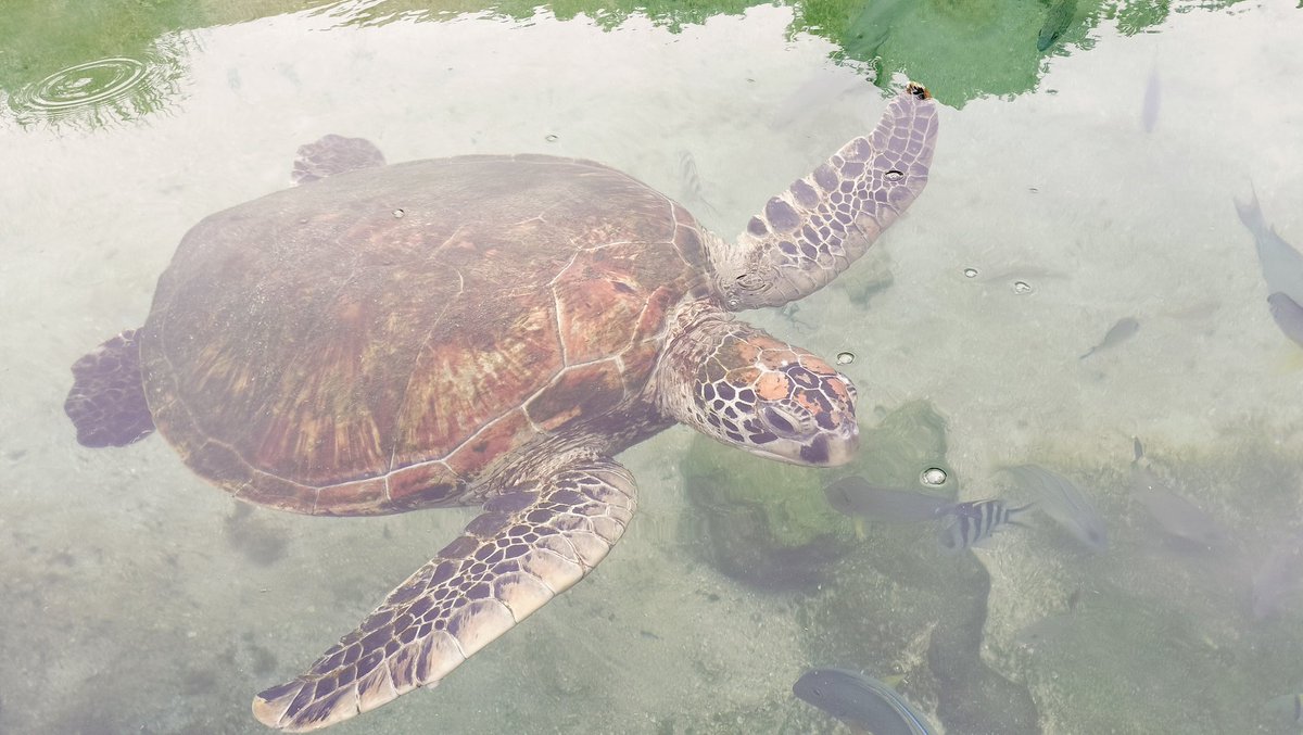 ウルザ tweet media