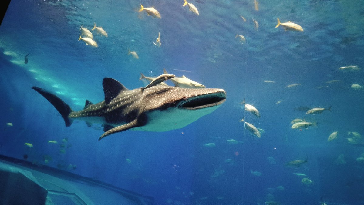 ウルザ tweet media