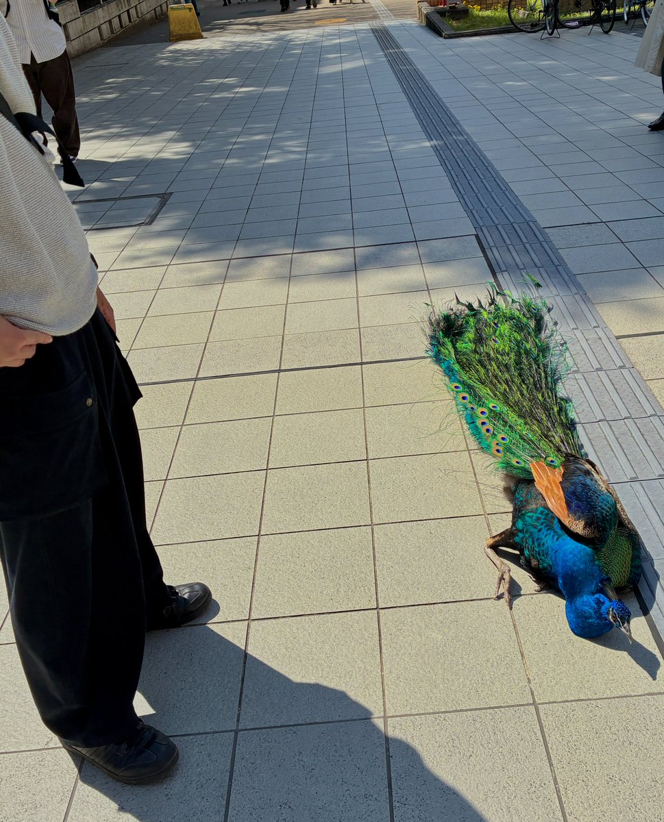 京都大学クジャク同好会 tweet media