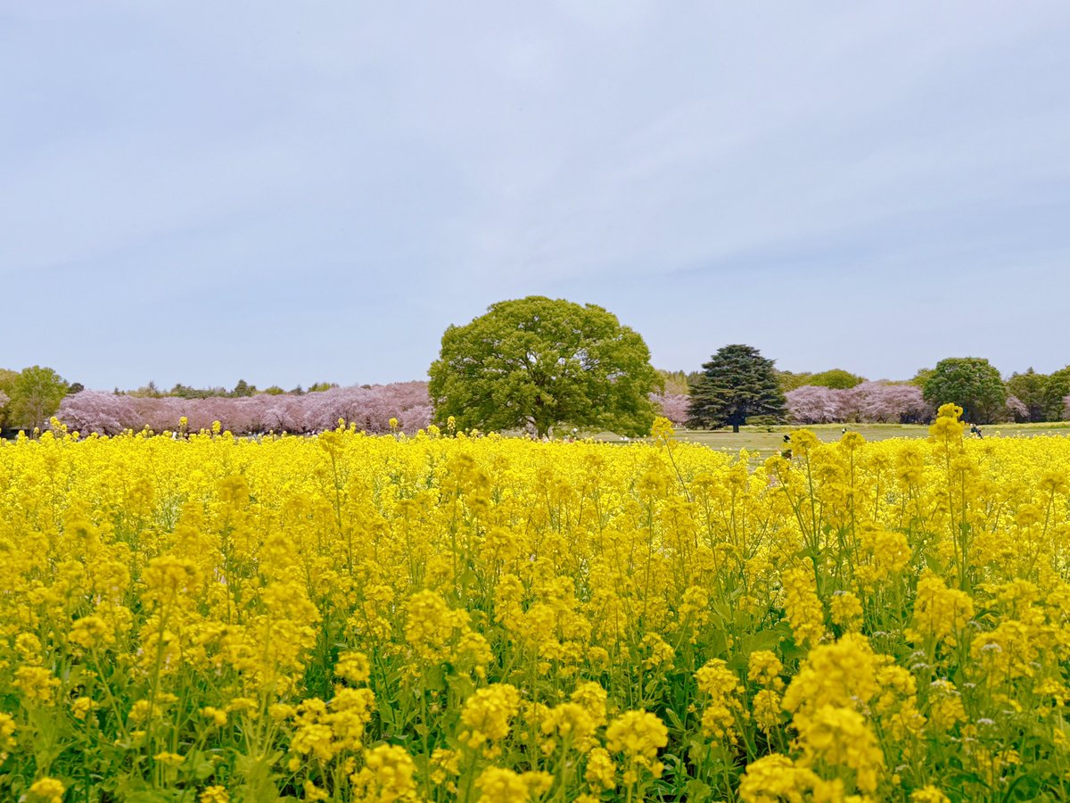 しおり tweet media