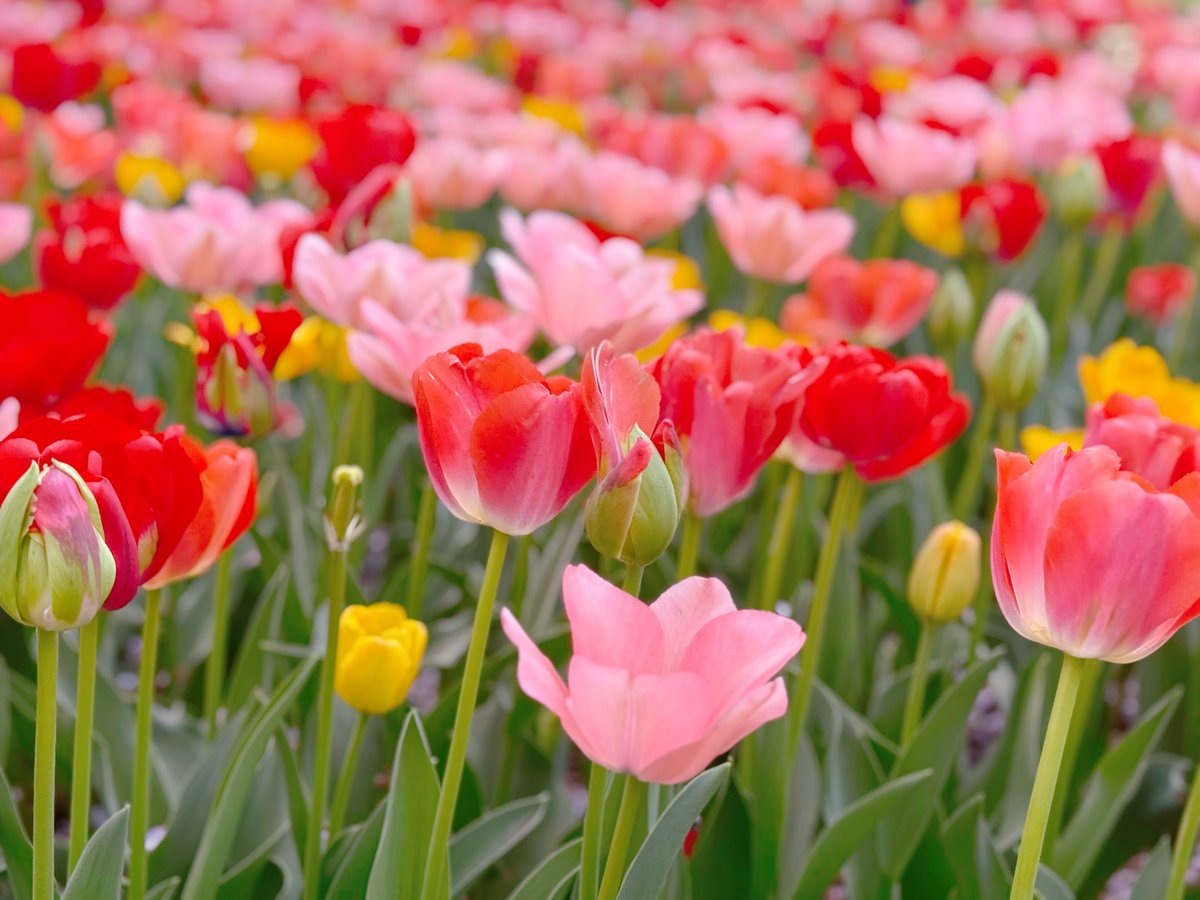 しおり tweet media