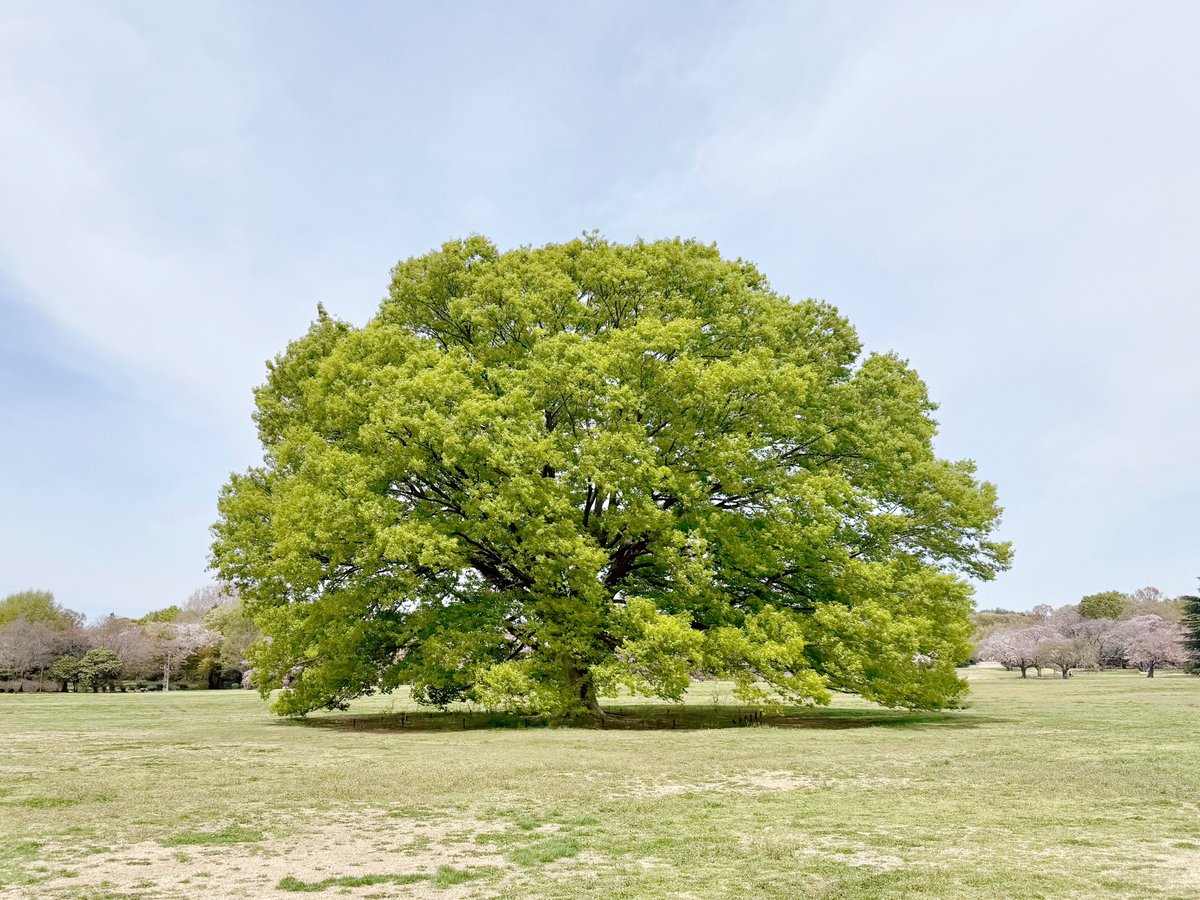 しおり tweet media