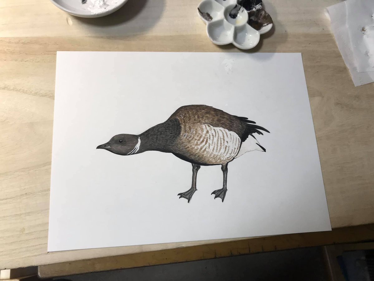 shibalabo's tweet photo. 昨日は #鳥の絵を描く日 だったそうですね。
でも、海外はまだ昨日ですから、私が昔に描いた鳥の絵を貼ります。
子どものときは図鑑の絵を模写して特徴を覚えたものです。これが一番頭に入ります。
#DrawaBirdDay https://t.co/mKqIXBGUfo