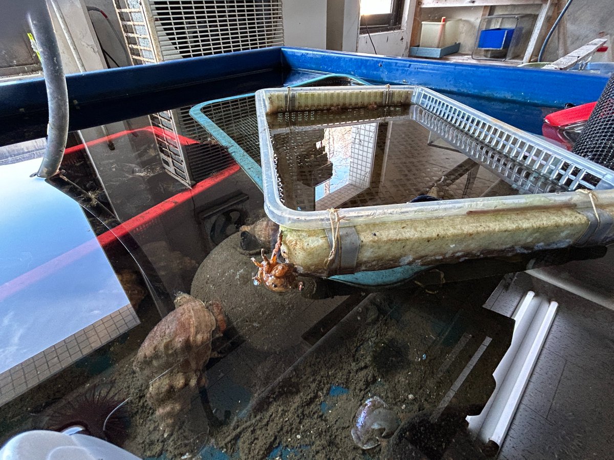 東北大学浅虫海洋生物学教育研究センター tweet media