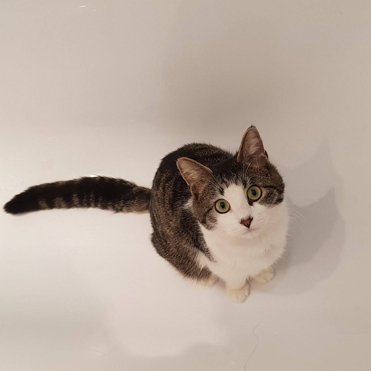 Русские летописи и кот Онфим tweet media