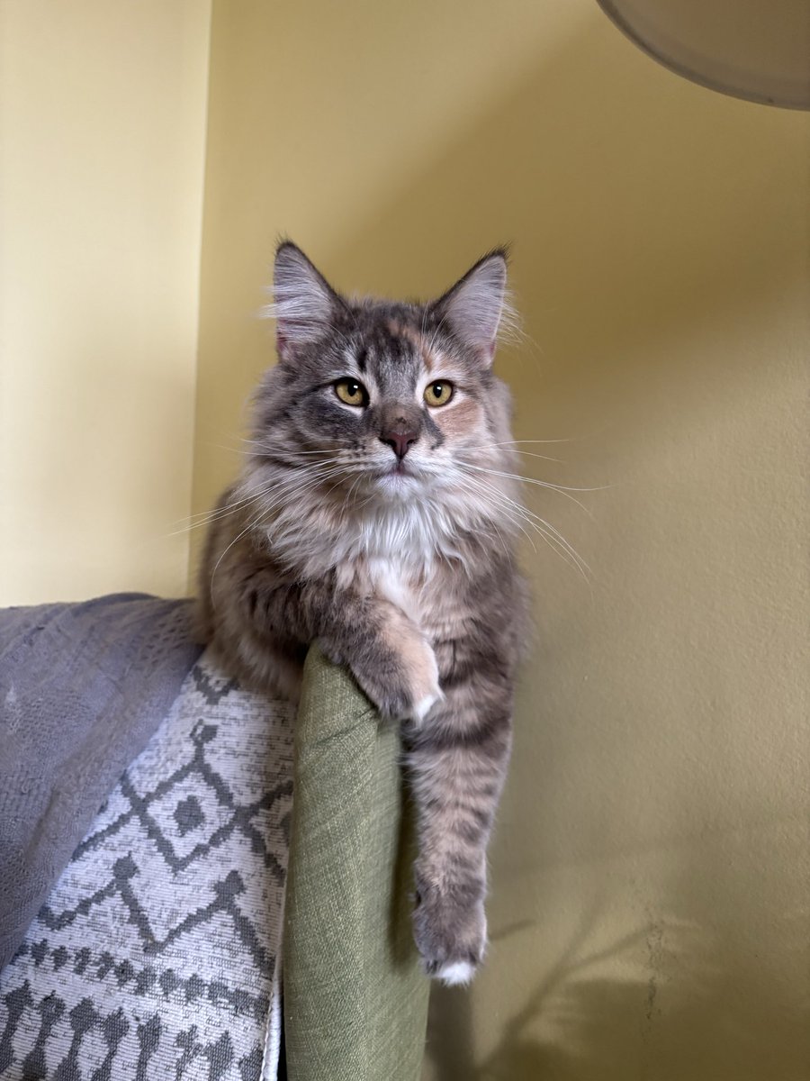 Brutus | Mewgen tweet media